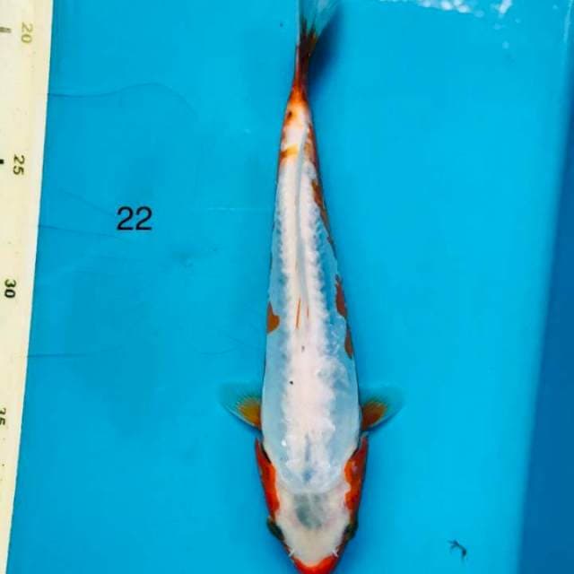 Kosui, 22cm