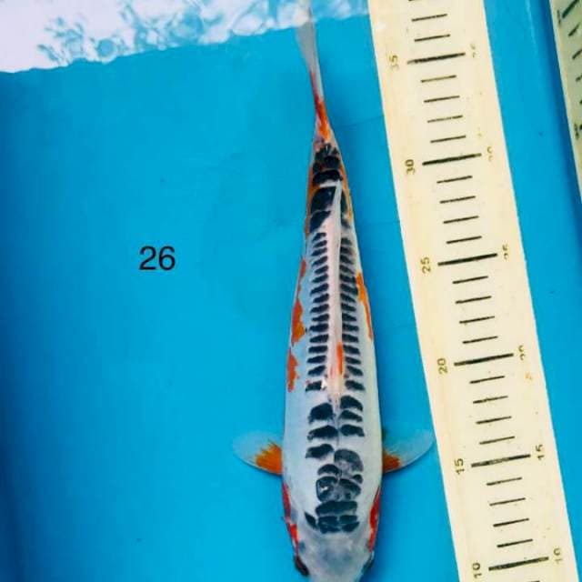 Shusui, 26cm
