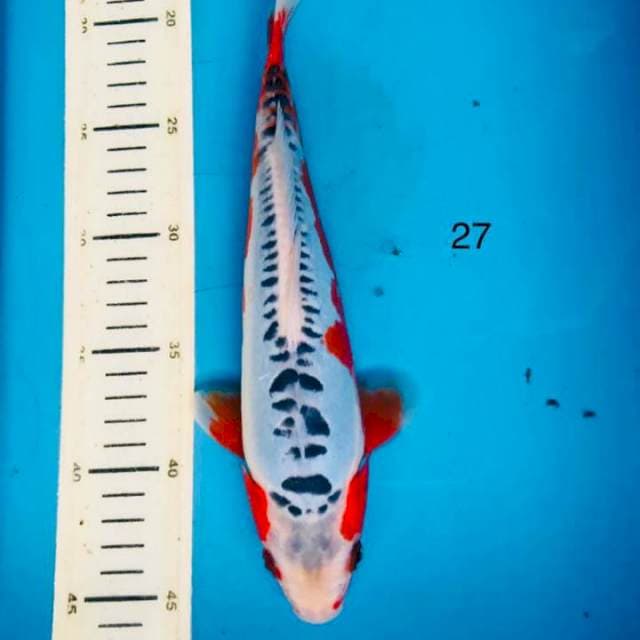 Shusui, 27cm