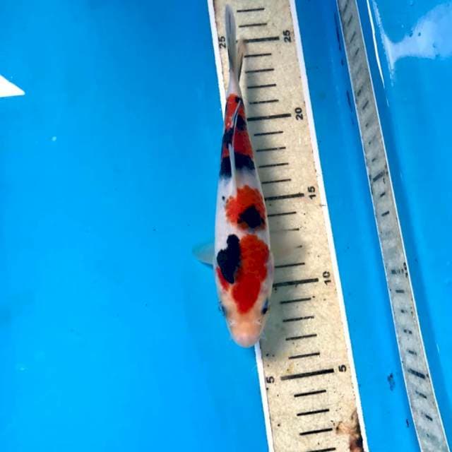 Sanke, 18 cm