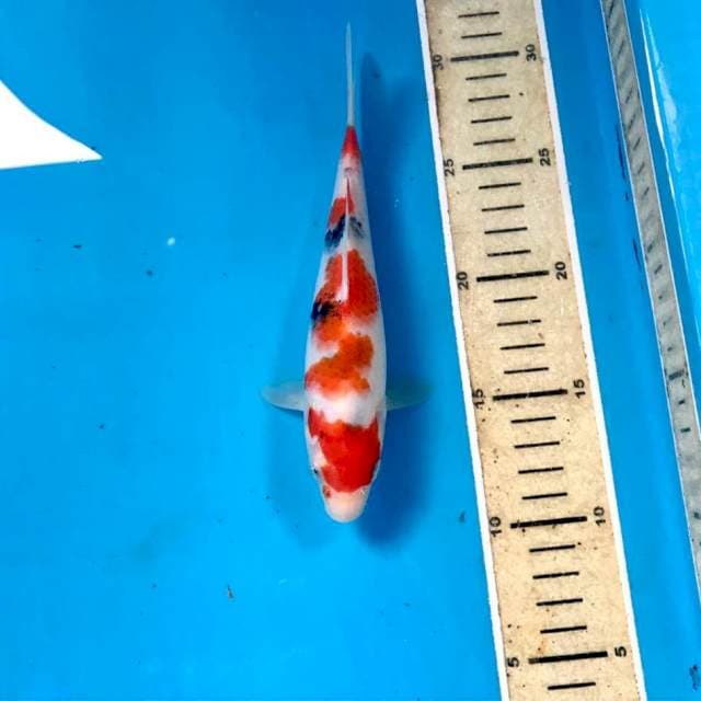 Sanke, 20 cm