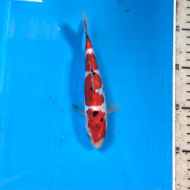 Sanke Doitsu, 16 cm