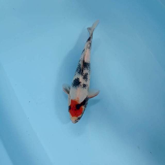 Tancho Showa bulki 30cm