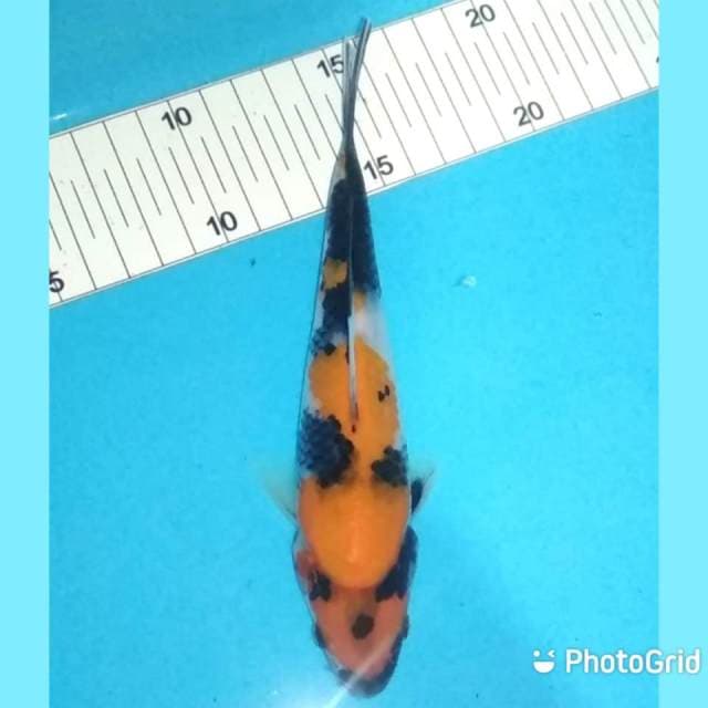 18cm