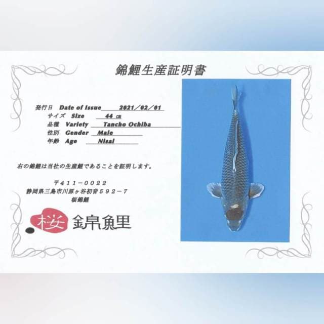 Tc ochiba male 45