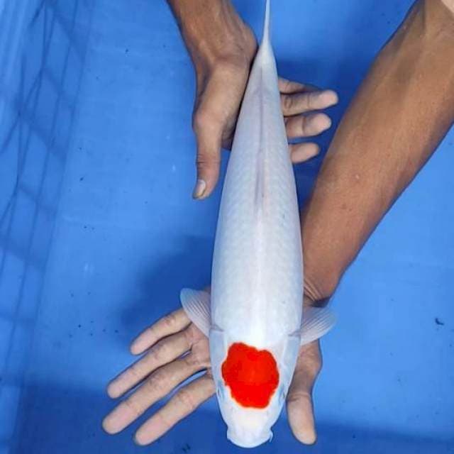 Tanco Kohaku 38cm
