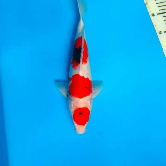Showa 30cm