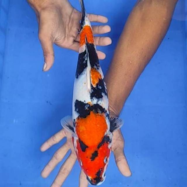 Showa 35cm