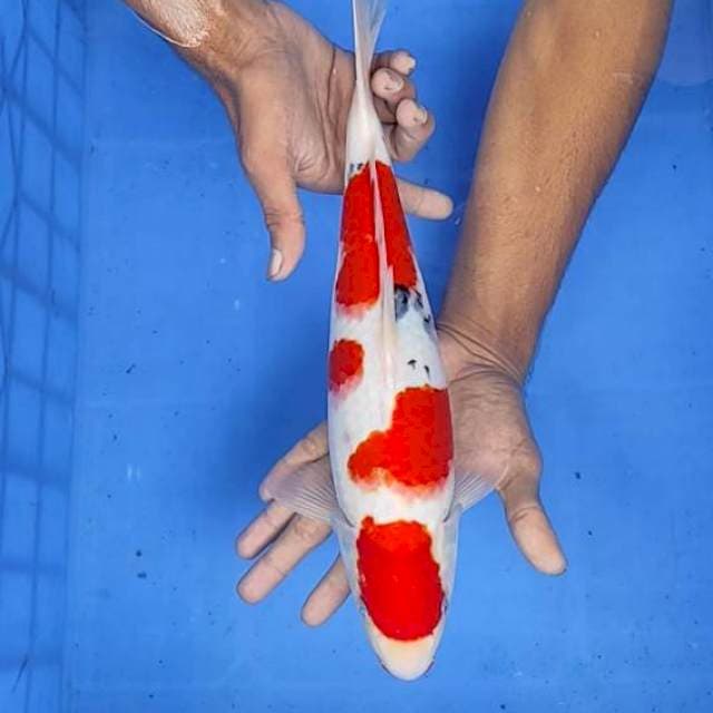 Sanke 35cm