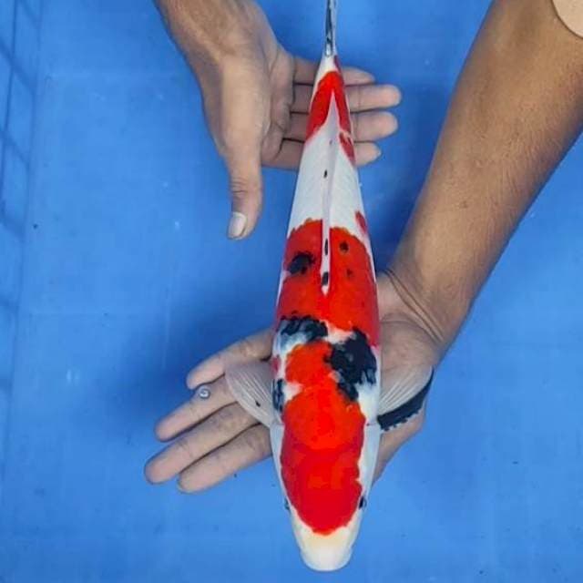 Sanke 36cm