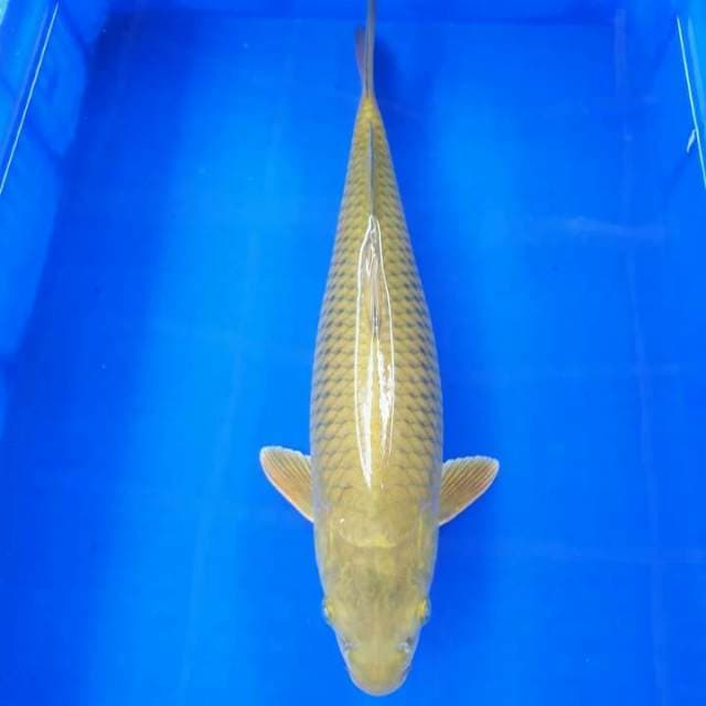 Chagoi