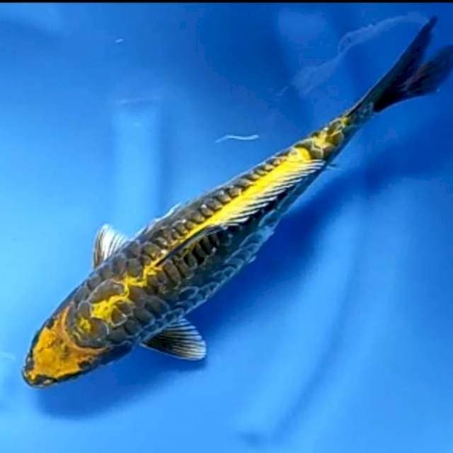 MUKASHI ARAGOKE # 36CM