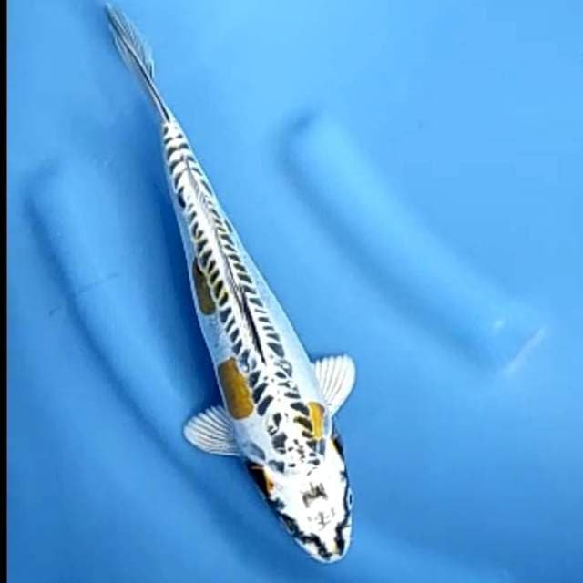 KIKO # 28CM