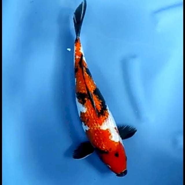 SHOWA GINRIN # 38CM