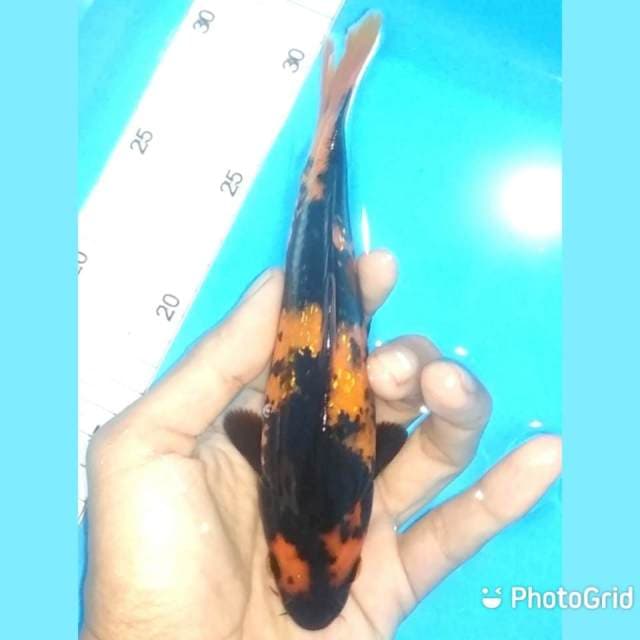 18cm