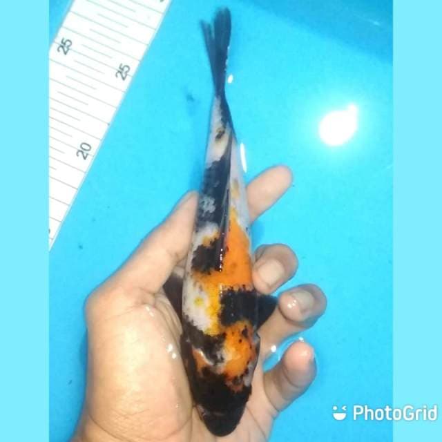 20cm