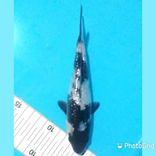 18cm
