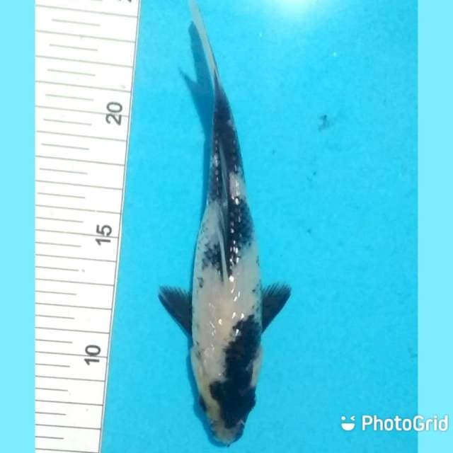18cm
