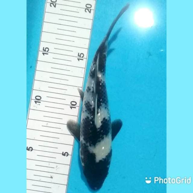 19cm