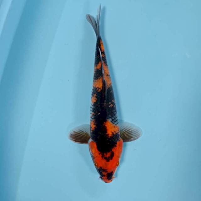 Showa 34cm M