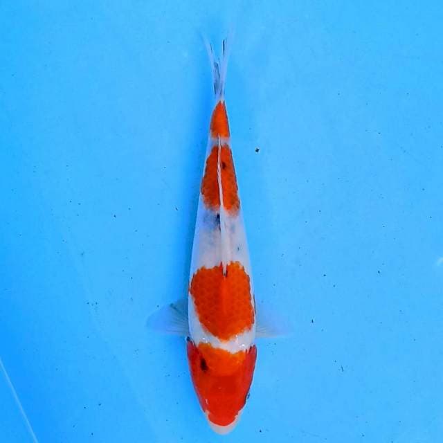 Yondan Sanke 20 cm