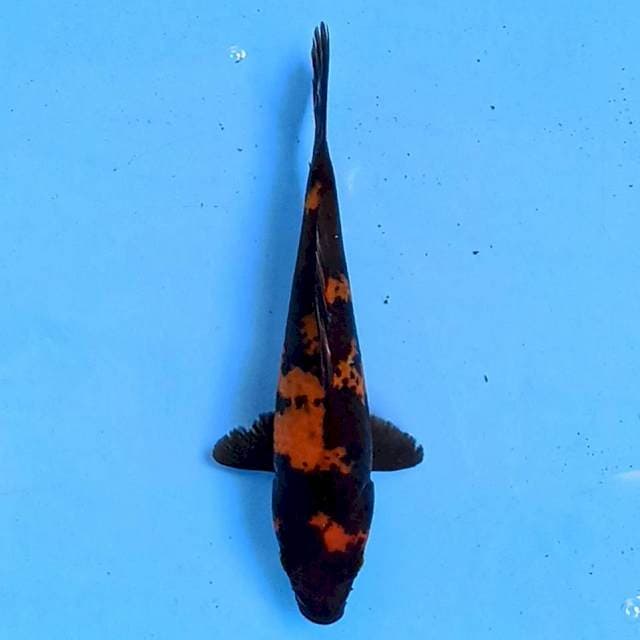 Utsuri 18 cm