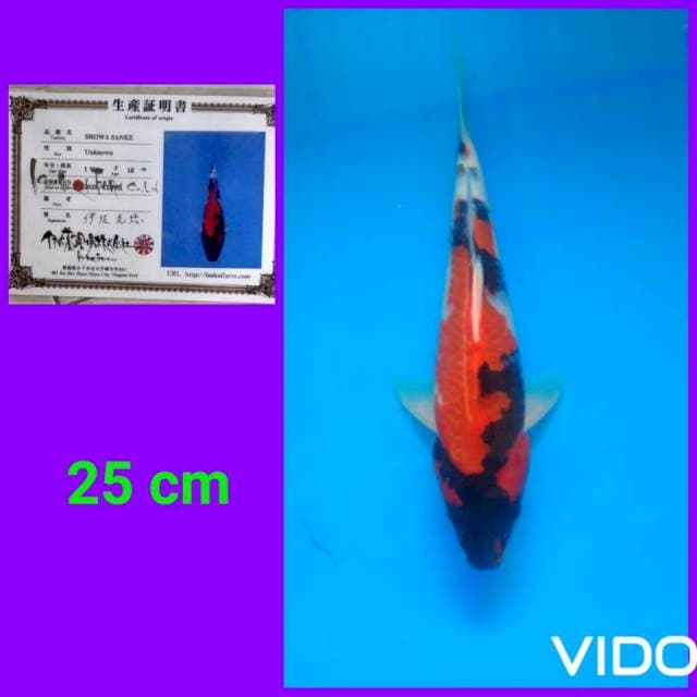 Showa sanke 25 cm ๐ฅ๐ฅ๐ฅ