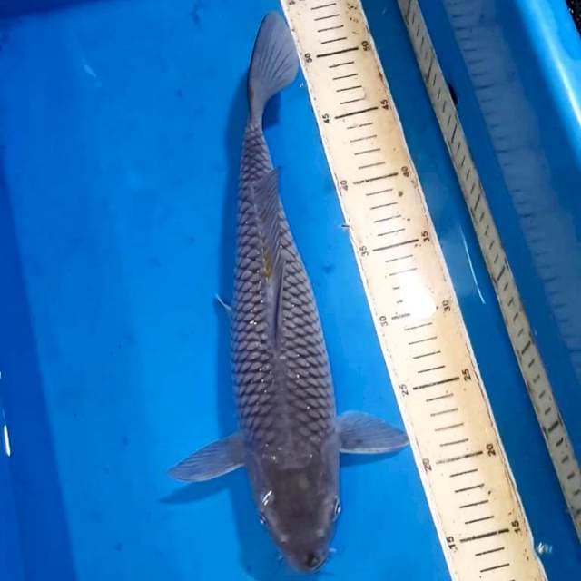 SURAGOI GOOD RING 35 CM