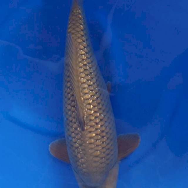 MONSTER Chagoi Ginrin 50Cm