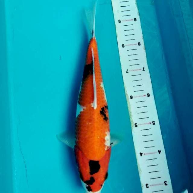 Hi showa tategoi 30 cm