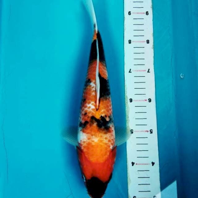 Kanoko showa 30cm
