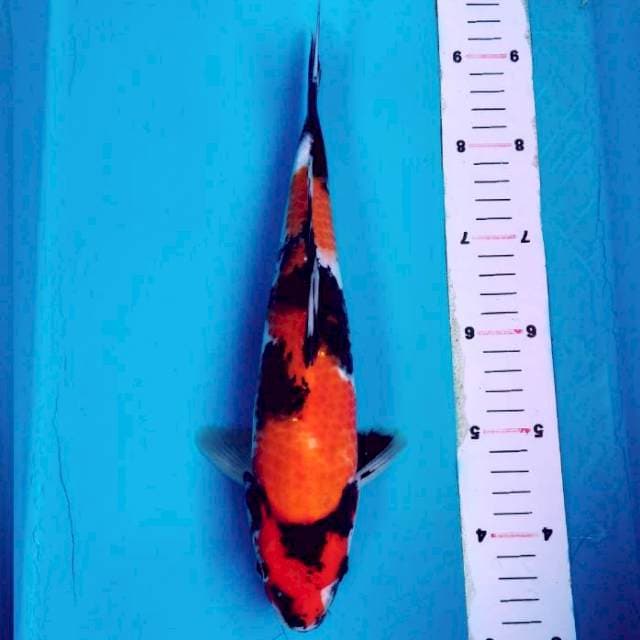 Showa 30cm
