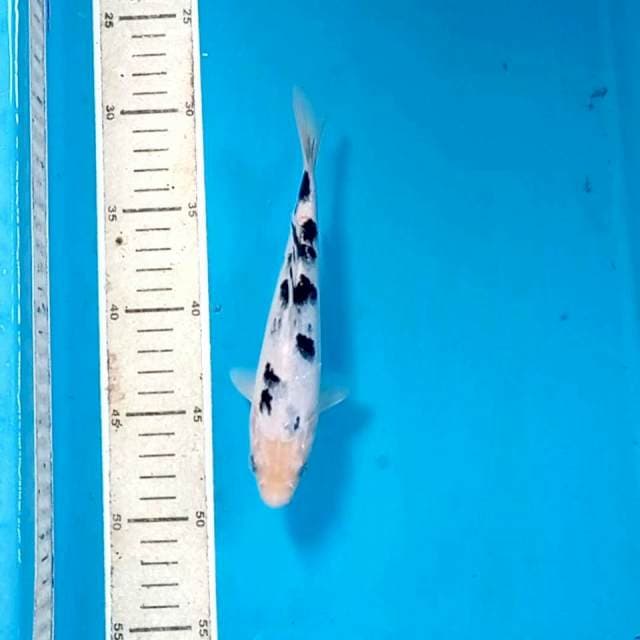 Bekko, 19cm