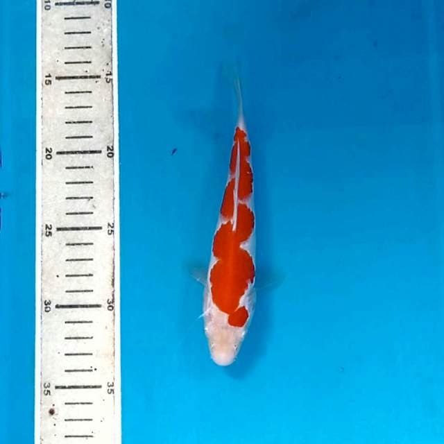 Kohaku, 19cm