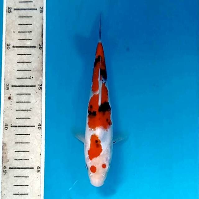 Sanke, 21 cm
