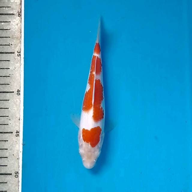 Kohaku, 19 cm