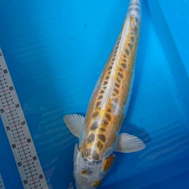 doitsu hariwake 65cm jumbo