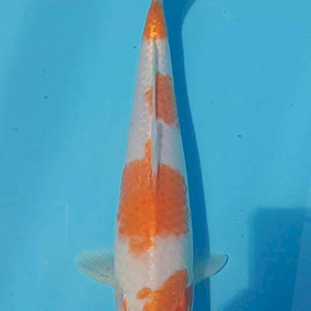 Hariwake Size 33 cm