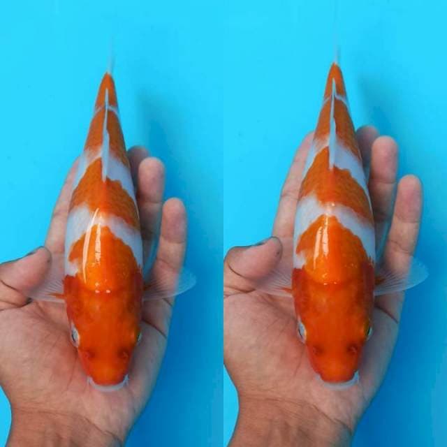 Step4 kohaku