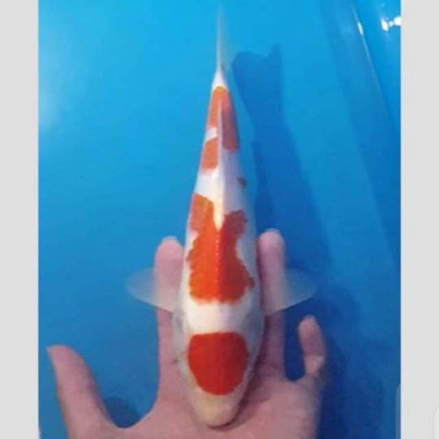 Kohaku 35bu