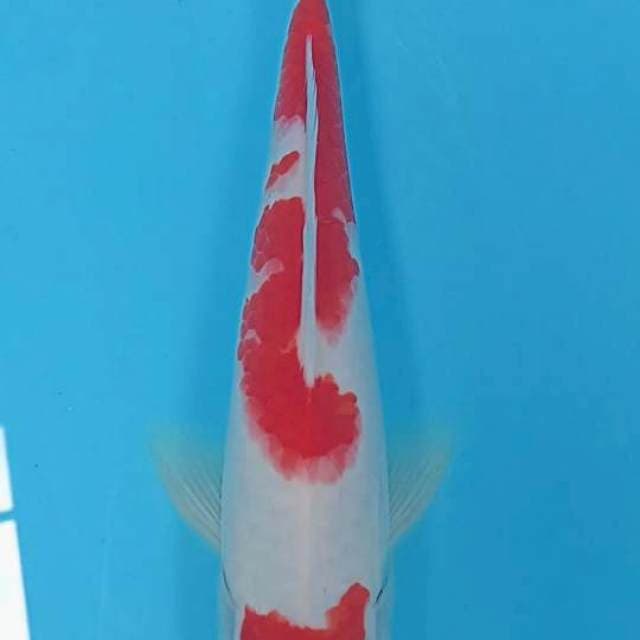 Kohaku
