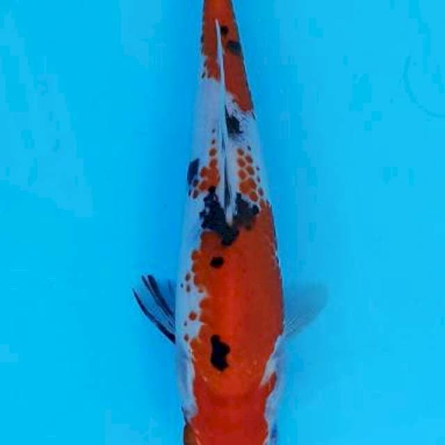 Kanoko sanke