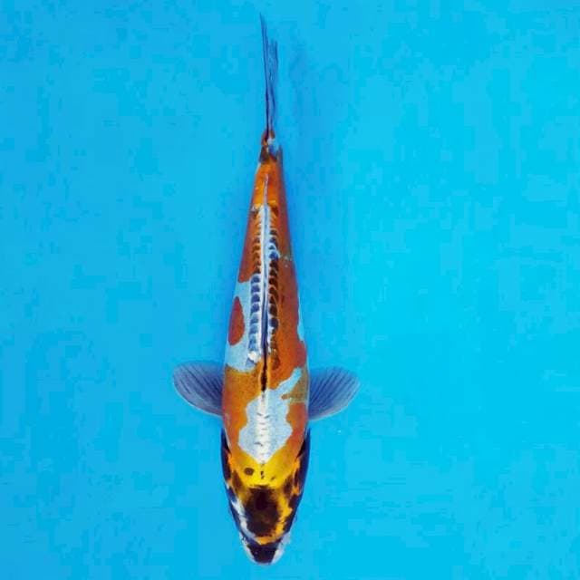 TENJIN 1 - Kikokuryu ®