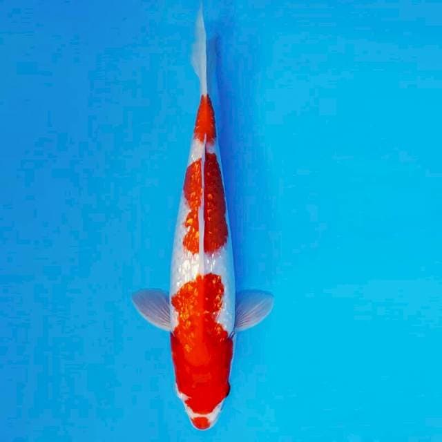 TENJIN 3 - Kohaku Gin Rin ®