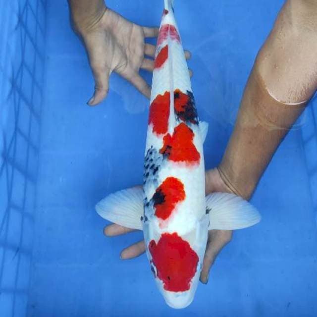Showa 49cm