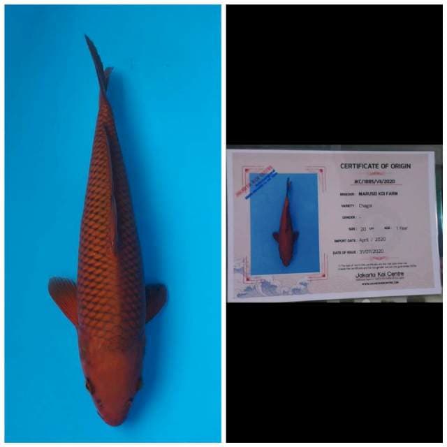 Marusei Chagoi