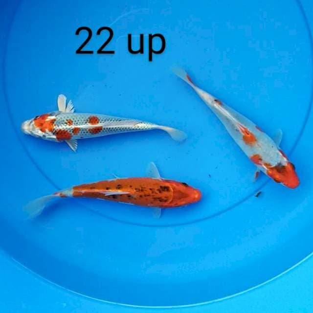 Kujaku 22 up