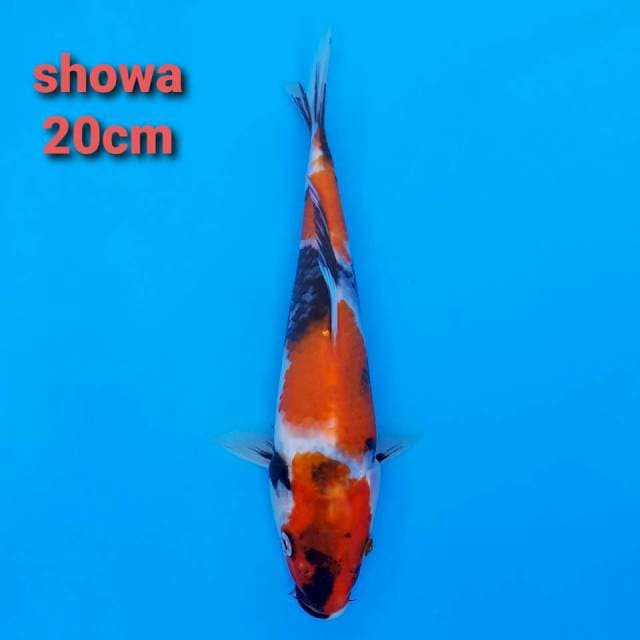 F1 showa 20cm hq