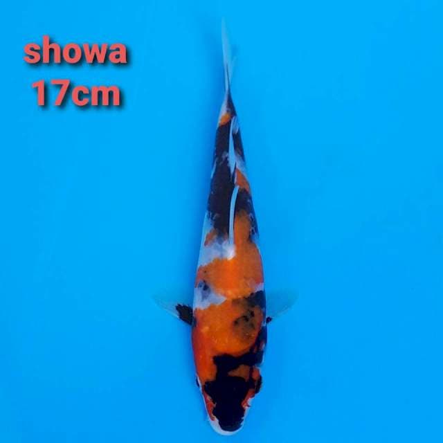 F1 showa 17cm hq