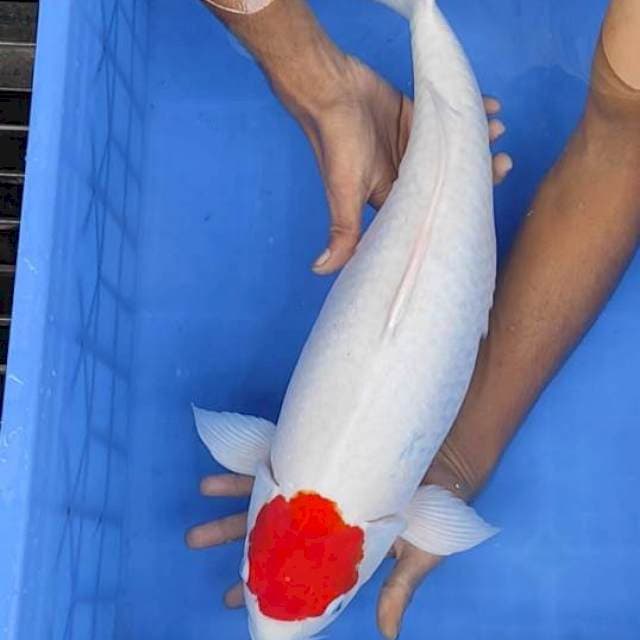 Tancho kohaku 52cm